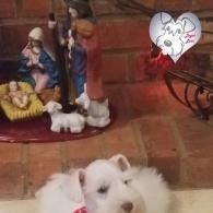 Small white dog in front of a brick fireplace with a nativity scene and a heart decoration nearby.