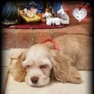 Sleeping tan-and-white puppy with floppy ears on a blanket in front of a Christmas nativity display