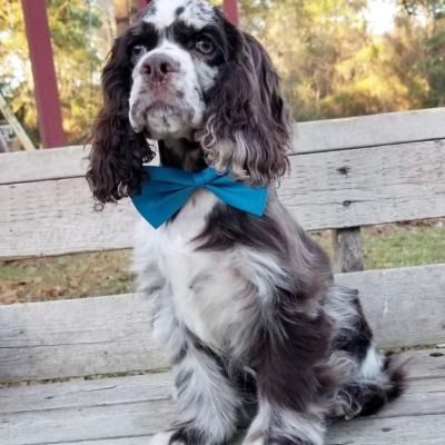 Black-and-white spaniel wearing a blue bow tie sits on a wooden bench outdoors.