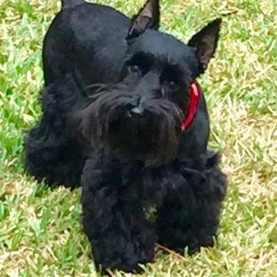 Black schnauzer standing on grass, wearing a red collar.