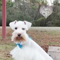 White terrier with blue bow sitting outdoors, with a heart-shaped sign in the background