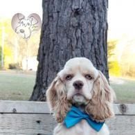 Cocker spaniel with a blue bow tie sits on a bench in front of a tree.