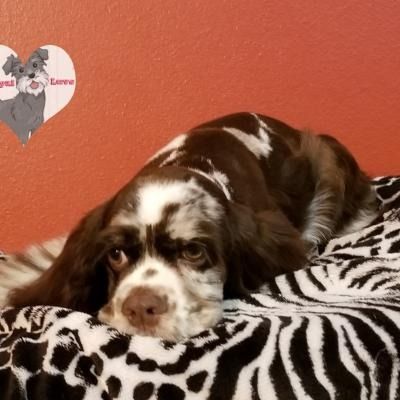 Brown-and-white spaniel resting on a zebra-print blanket against an orange wall