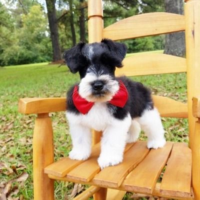 Black and white puppy with a red bow tie sitting on a wooden chair outdoors
