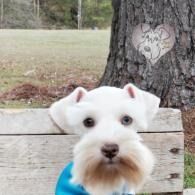 Small white dog with tan beard sitting on a bench in front of a tree with a heart carving