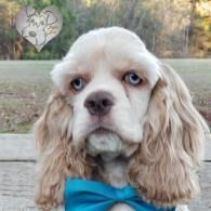 Cream-colored spaniel with blue eyes and a teal bow tie, sitting outdoors