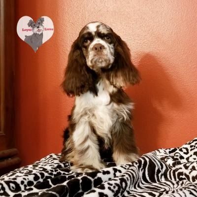 Brown-and-white dog sitting on a black-and-white blanket against an orange wall.