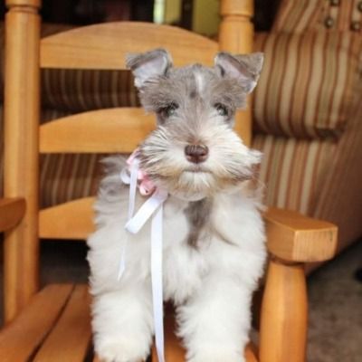 Small gray and white dog with a pink ribbon sitting on a wooden chair indoors