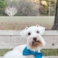 White dog with a blue bow tie sitting on a bench in a park.