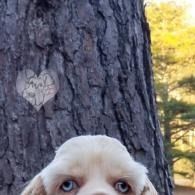 Puppy peeking over a tree trunk with a carved heart on the bark