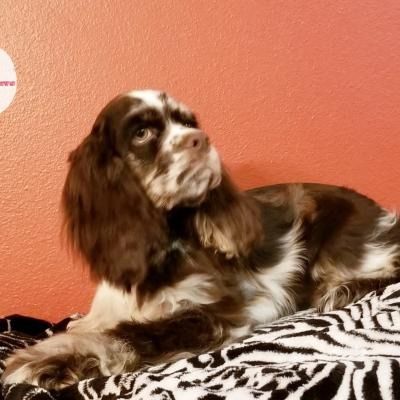 Brown-and-white dog lying on a patterned blanket against a coral wall