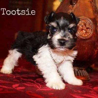 Tiny black-and-white puppy standing on a red patterned surface, with “Tootsie” text in the corner.