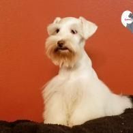 White dog with a trimmed beard sitting against a red background