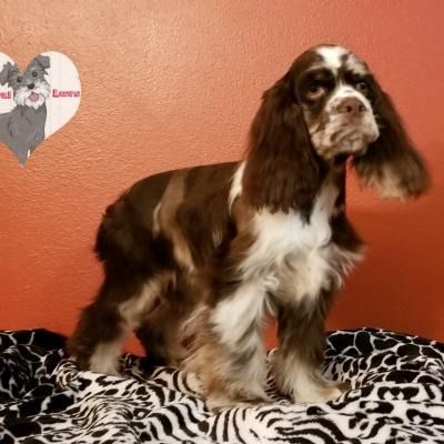 Brown-and-white spaniel standing on a black-and-white blanket against an orange wall