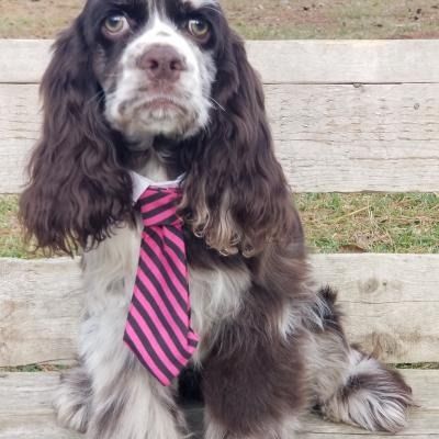 Spaniel wearing a pink-and-black striped tie sitting by a wooden fence