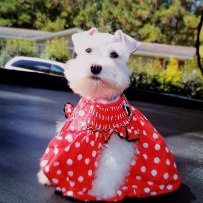 White dog in a red polka-dot dress sitting outdoors on a black surface