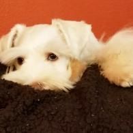 White fluffy dog lying on a dark blanket against a red background