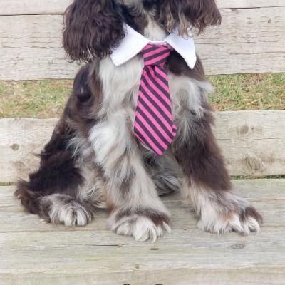 Dog wearing a white collar and pink striped tie, sitting on wooden steps