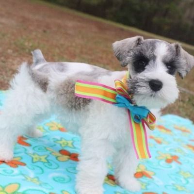 Small white-and-gray dog wearing a rainbow bow tie on a blue floral blanket outdoors