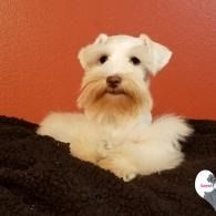 Small white dog resting on a dark blanket against a red wall