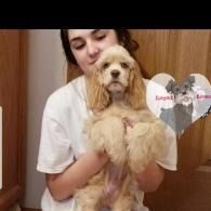 Woman holding a fluffy tan dog indoors, with a heart-shaped graphic on the right.