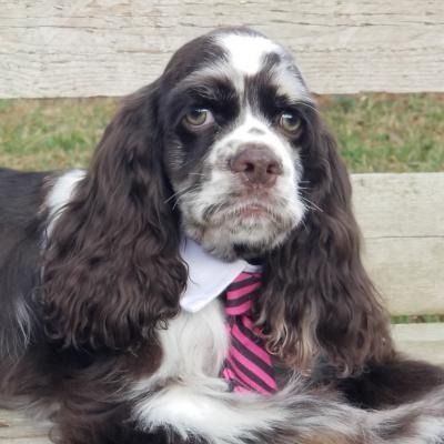 Black-and-white dog with long ears wearing a pink striped tie, sitting outdoors