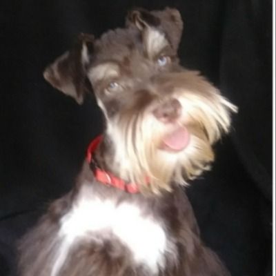 Brown and white dog with a red collar, tilting its head against a dark background