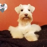White fluffy puppy lying on a dark blanket against a red wall