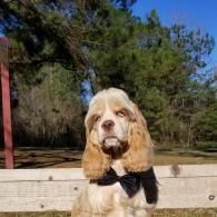 Cream-colored dog wearing a black bow tie, sitting outdoors by a wooden fence and trees under blue sky