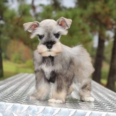 Small gray puppy standing on a metal surface outdoors, with trees blurred in the background