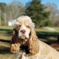 Cream and tan spaniel in a grassy yard, looking calmly at the camera.