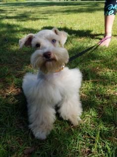 Small white dog on a leash standing on grass outdoors, with a person’s legs visible nearby