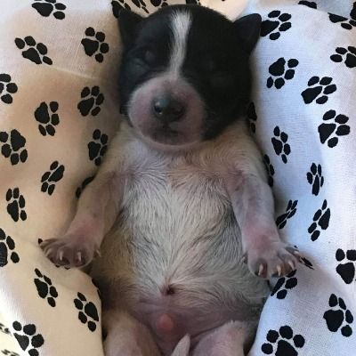 Tiny black-and-white puppy lying on its back in a paw-print blanket, eyes closed.