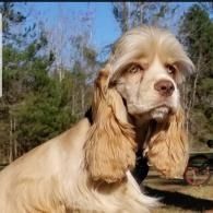 Cream-and-white spaniel with long ears sitting outdoors in sunlight