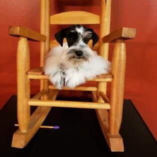 Small black-and-white dog sitting on a wooden rocking chair against a red background.