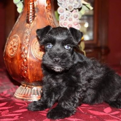 Small black puppy with bright eyes sitting on a red patterned cloth beside a decorative vase.
