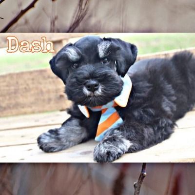 Black puppy named Dash wearing a blue-orange tie, lying on a wooden deck