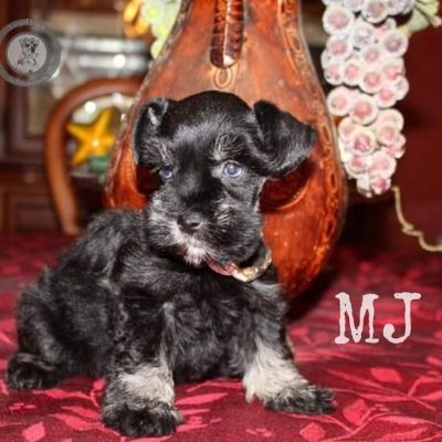 Black puppy sitting on a red blanket with a wooden chair and pink flowers in the background, “MJ” text nearby
