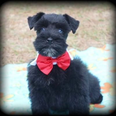 Black puppy with a red bow tie sitting on a blanket outdoors