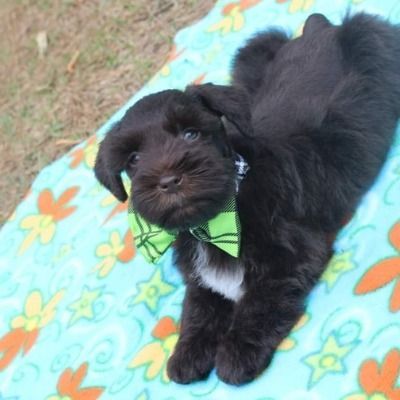 Black puppy in a green bow tie lying on a colorful blanket outdoors