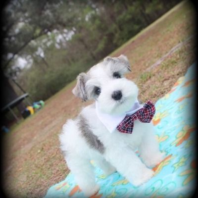 Small white puppy in a red plaid bow tie sitting on a blue mat outdoors.