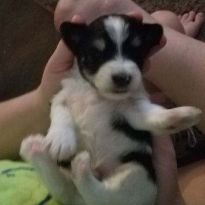 Tiny black-and-white puppy being held in someone’s hands, lying on its back with paws up.