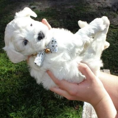 Small white puppy being held on its back, wearing a tiny blue polka-dot bow tie outdoors.