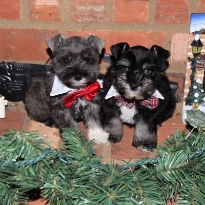 Two black puppies with red bows sitting on a brick hearth with pine garland nearby