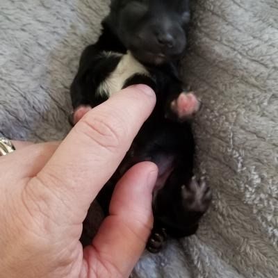 Tiny black puppy with white chest being gently held on a gray blanket