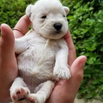 Tiny white puppy resting in two hands, with eyes closed against a green outdoor background