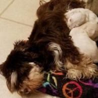 Small brown-and-white dog sleeping on a colorful blanket in a tiled room