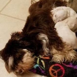 Small brown-and-white dog lying on a tile floor beside a colorful peace-sign fabric