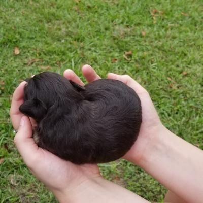 Tiny black puppy curled in two hands on grass