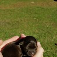Tiny newborn puppy cradled in hands on green grass